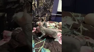 Bully kittens Canadian Sphynx / Котята хулиганы Канадский сфинкс #shorts