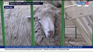 Овцеводческие хозяйства Забайкальского края участвуют в выставке овец и коз в Улан-Удэ