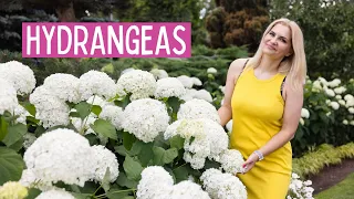 How to get best blooms with hydrangea Annabelle - smooth hydrangeas in my garden