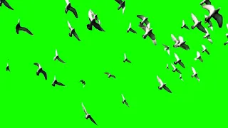 Birds Flying Green Screen  HD