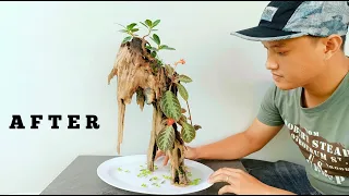 Using Driftwood In A Bonsai Pot| Japanese Benjamina L. Bonsai Tree| Cây Si Nhật