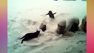 Котики и снег   Забавные кошки веселятся и играют в снегу