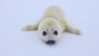 A baby seal comes close to me.  she mistakes me for her mother and come to sniff me.