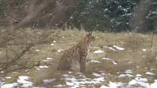 Rys ostrovid (Lynx lynx)