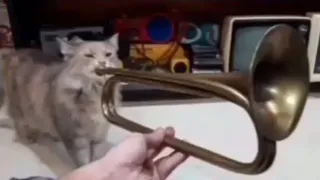 cat sings ballin with a trumpet