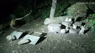 Tawny Owl Catching a rat at the badger feeding station.