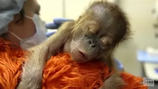 Caring for a newborn orangutan baby