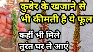 कुबेर के खजाने से भी कीमती है ये फूल.Aloe Vera plant.Aloe Vera Flower. Benefits of Aloevera flower.