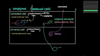 Строение дермы и подкожно-жировой клетчатки (видео 3) | Анатомия человека | Биология