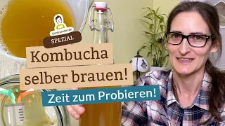 Zeit zum Abfüllen und genießen! Kombucha selber brauen Teil 2 - Gestatten: Flobby, der Scoby