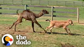 No One Wanted to be Friends with This Rescue Camel — Until a Baby Cow Came Along | The Dodo