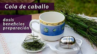 Cómo preparar infusión de cola de caballo | conoce sus precauciones |  un té con Daniela