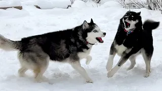 How Huskies go Crazy When they See Snow