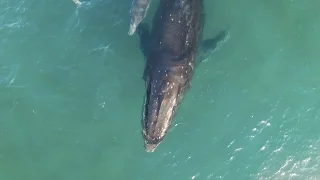 Whales off Boulder Beach - Skennars Head, NSW