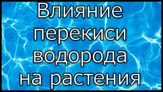 Эксперимент! Как влияет перекись водорода на семена!