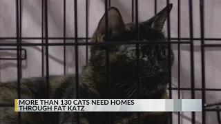 Fat Katz, Boofy's Best for Pets put on adoption event