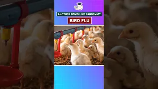 100 Times Worse Than Covid- Potential Bird Flu Pandemic #pandemic #covid19 #birdflu #shorts