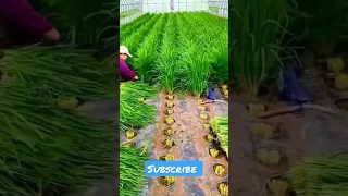 Chives vegetable harvesting | Best farming tools #maharashtrasfarmer #shorts #368 #agriculture