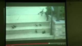 Ducklings v/s Stairs- Shift A