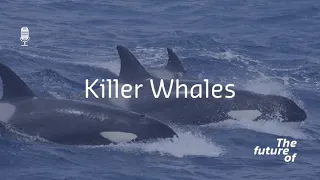 The Future Of: Killer Whales [FULL PODCAST EPISODE]