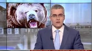 Медведь захотел пельменей. Новости. GuberniaTV.