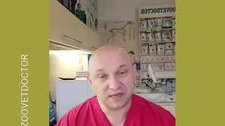 Родничок у собак заростает, погодная  особенность у собак, когда нужно волноваться, пример чихуахуа