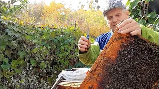 Уход за пчелами в затяжную теплую осень