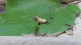 Муравьи против червя БОЙ на СМЕРТЬ Ants vs Worm DEATH FIGHT