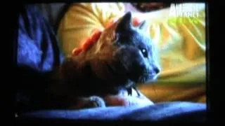 Me On Animal Planet - Cats 101