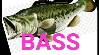 Fishing на Bassa/Спиннинг против мормышки/ #рыбалка #Спиннинг #fishing #bass #spinning