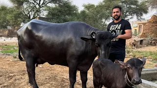 1st Timer || 2 Teeth || Milk-16 Kg || Beautiful Murrah Buffalo || Available at a Farmer’s Home