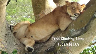 Queen Elizabeth National Park - Ishasha - Tree Climbing Lions - 2014 - UGANDA