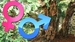 The UK’s Oldest Tree Is Undergoing A Gender Change