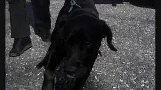 BLACK DOG SYNDROME-  BY KIDWELL PRODUCTIONS 2009.wmv