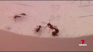 Fire Ants outbreak in Queensland