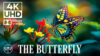 Butterfly 4K | Piano Music and Rain Sounds | Healing Music Reduces Stress | 4K Video