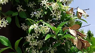 Прогулка по микрорайону Унджалы и райскому местечку посреди города. Uncalı Antalya Türkiye