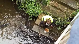 Feeding wild eels and trouts in NZ river from spoon