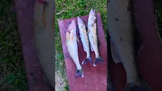 Lock 3 Allegheny river walleye