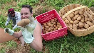 Planting Potatoes In Hay vs. Traditional Planting --SIDE BY SIDE-- The Results Shocked Us!