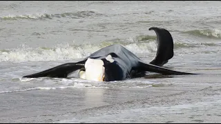 Male Orca washes up on the beach of Koksijde - De Panne and dies / Belgium / October 29, 2023