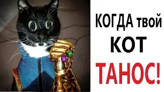 Лютые приколы. КОГДА ТВОЙ КОТ ТАНОС! СМЕШНЫЕ КОТЫ! ПОПРОБУЙ НЕ ЗАСМЕЯТЬСЯ - Domi Show