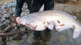 Can You Catch Big Catfish On Chicken???