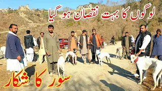 Dog 🐕 Hunting,Soor ka shikar Hog    Hunting, Boar Hunting with Dogs in Samahni Azad Kashmir