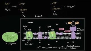 Conceptual overview of light dependent reactions