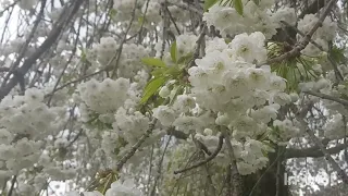 Sakura. В Англии цветёт Сакура и другие деревья. Весна в Великобритании. Апрель в Англии.