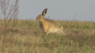 Зайцы-русаки. ( Lepus europaeus )