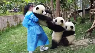 Aww 💗 Funny And Cute Panda Compilation 💗 - Pets Globe Videos 2020