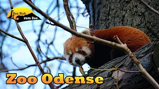Zoo Odense - Eine Weltreise auf kleinem Raum - Von Nah zum Zoo 4k