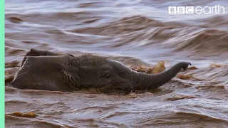 Baby Elephants Swept Away from Mother in the River | BBC Earth